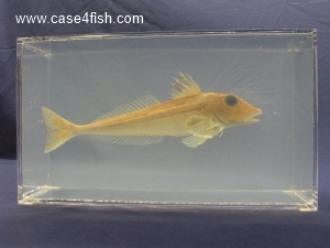 Foto Galerie/Perciformes/Triglioidei/Eutrigla gurnardus/Eutrigla gurnardus_01_S.jpg
